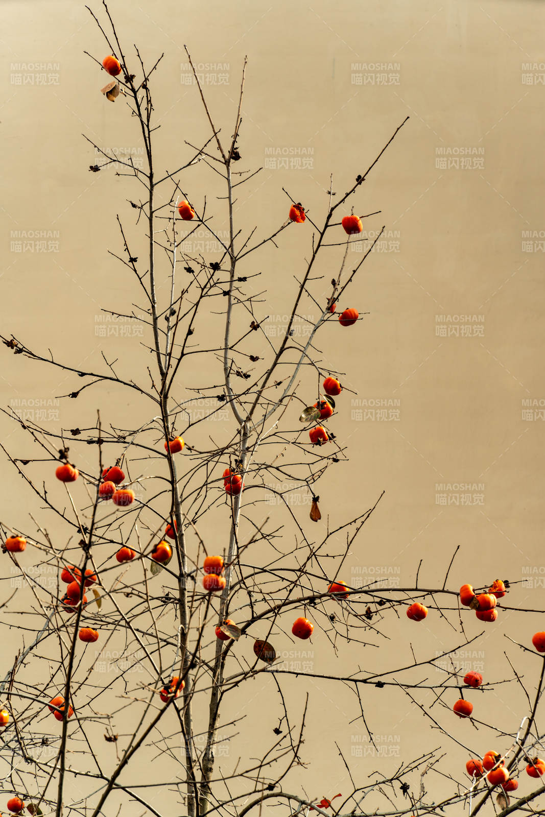 冬枝掛果