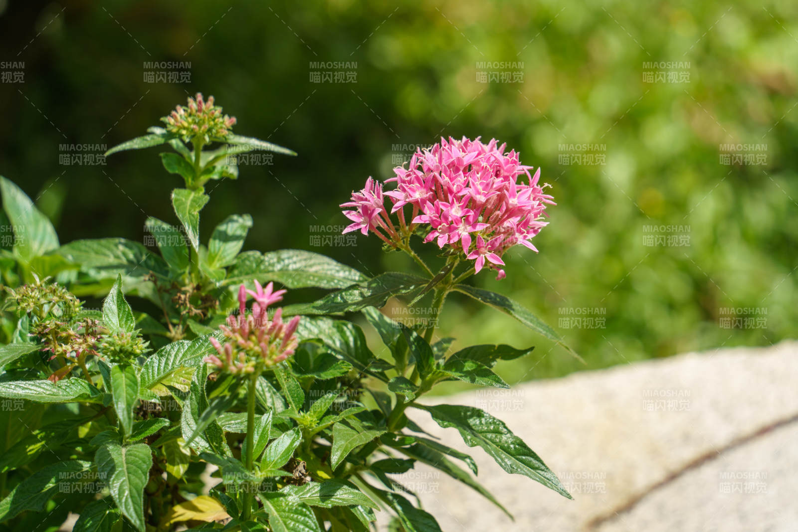 粉花綠葉映石墻