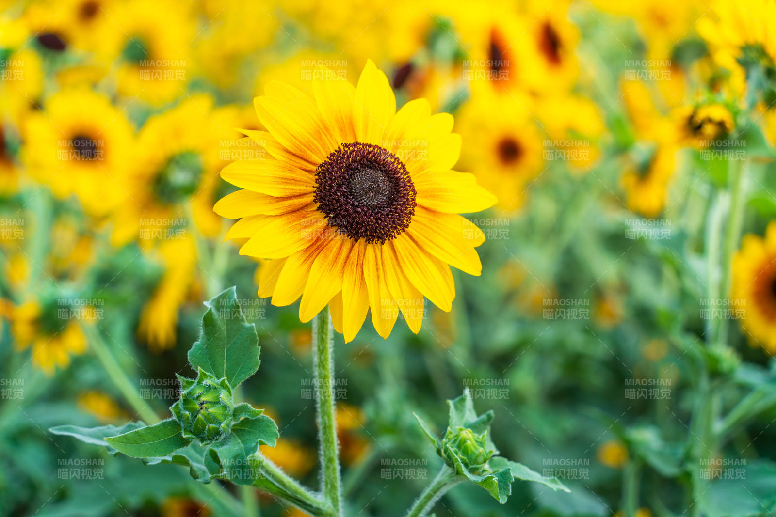 向日葵花海綻放