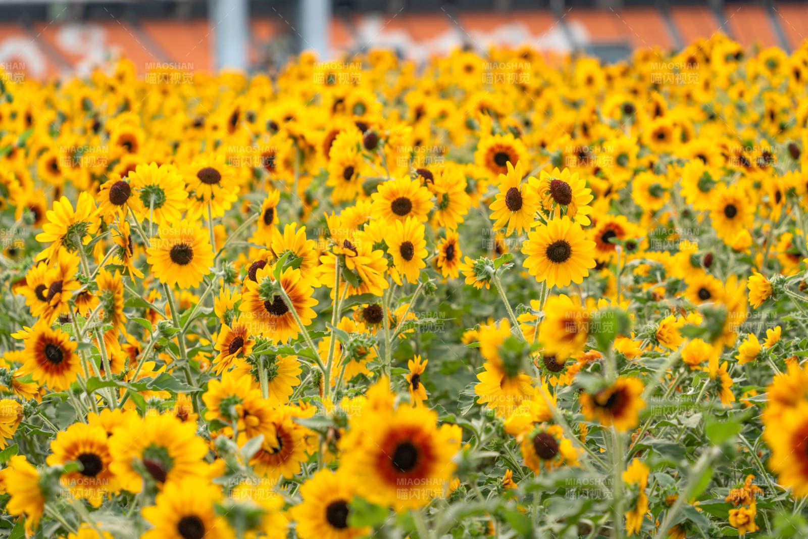 向日葵花海綻放