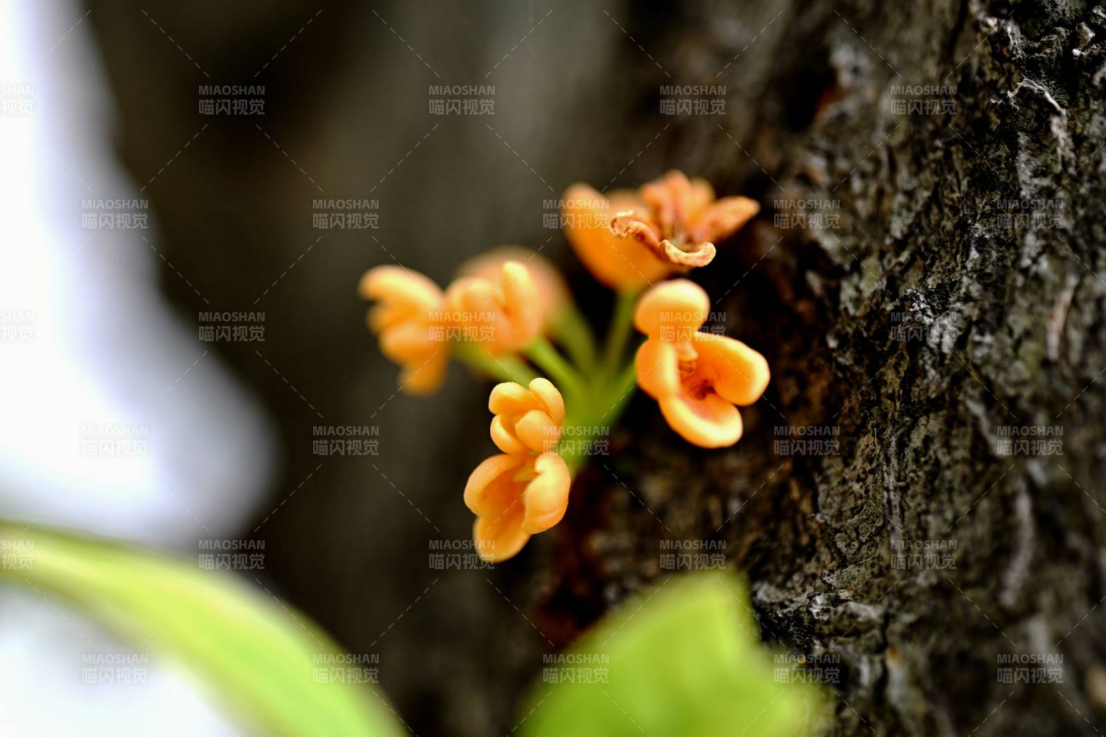樹皮上的橙色小花