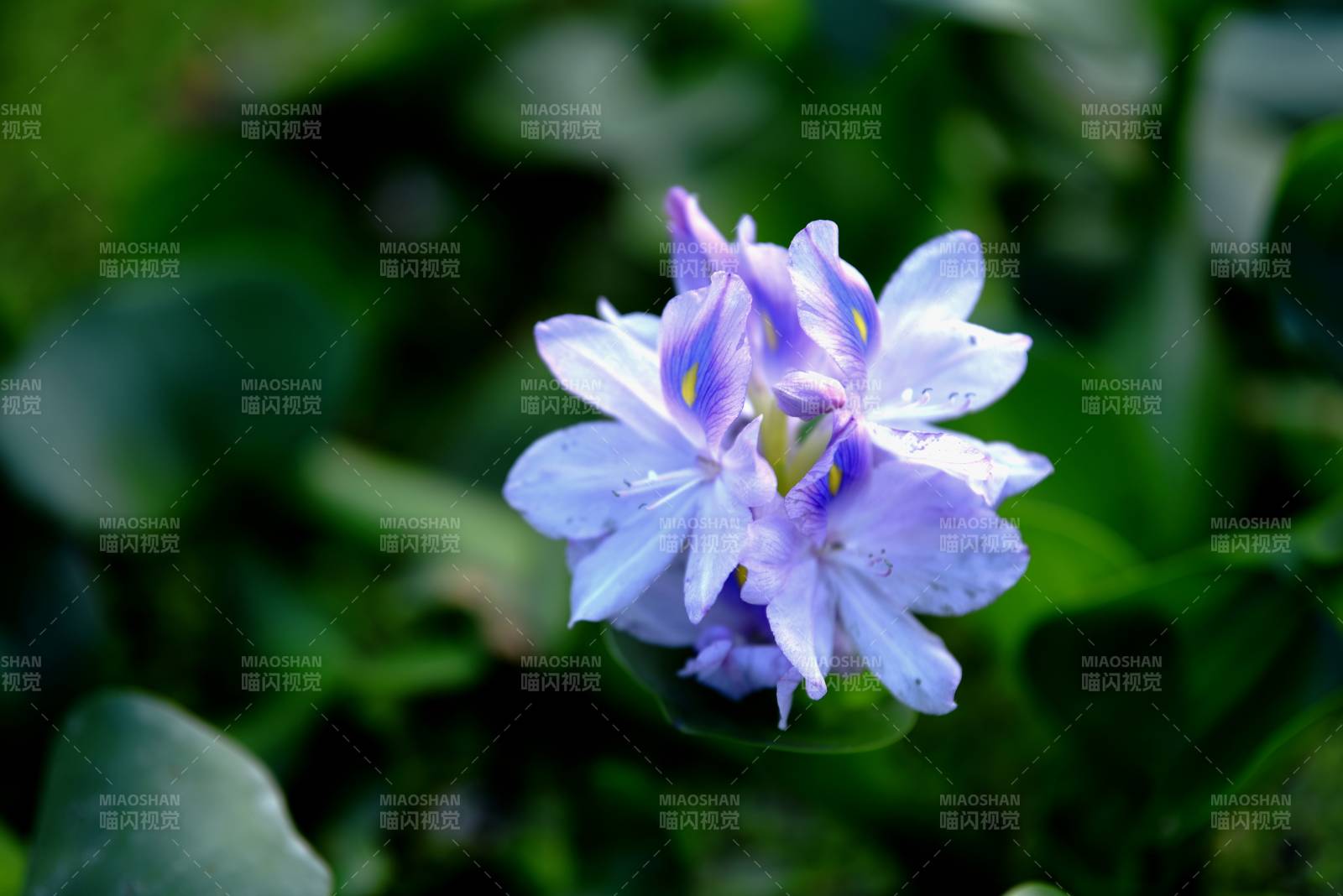 紫花綻放綠葉間