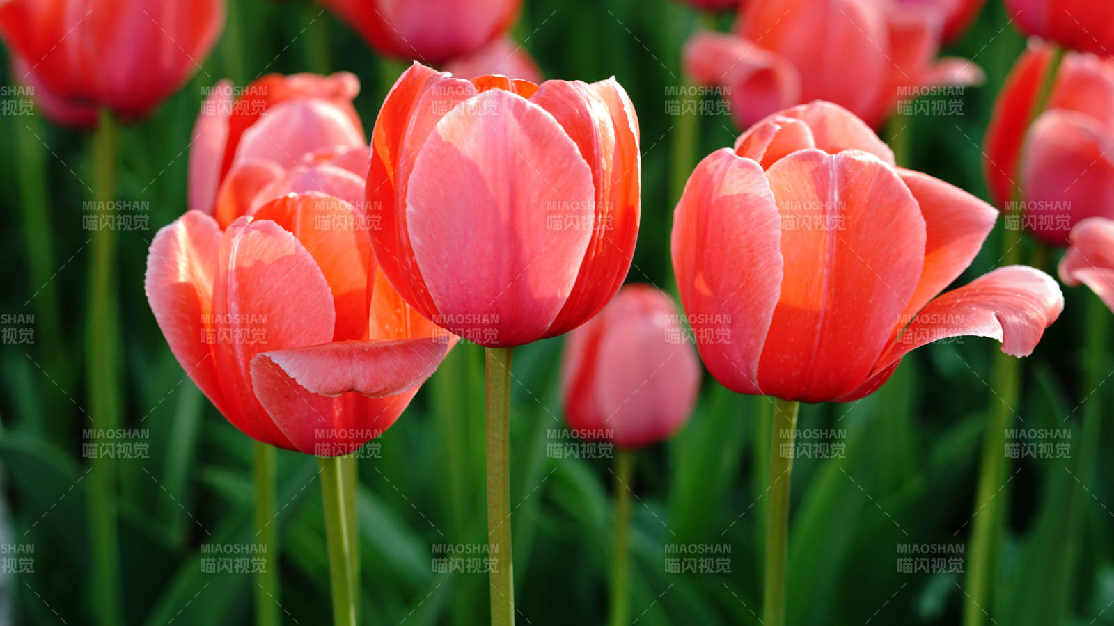 粉紅郁金香綻放