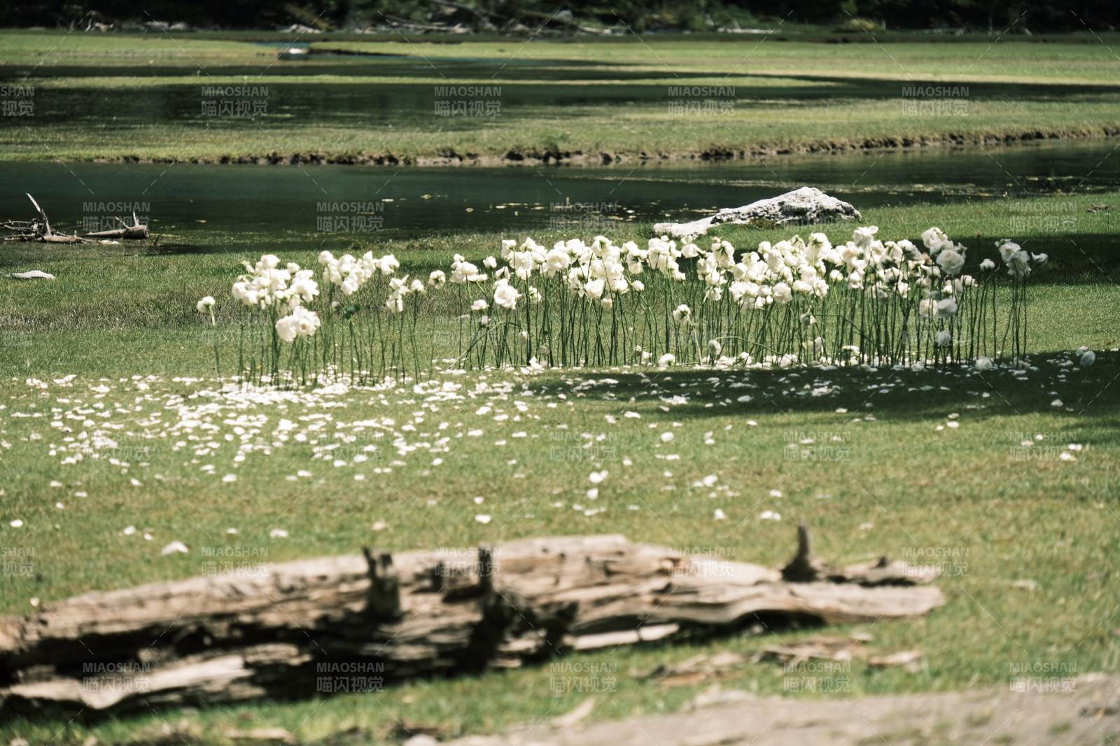 湖畔花海靜謐景