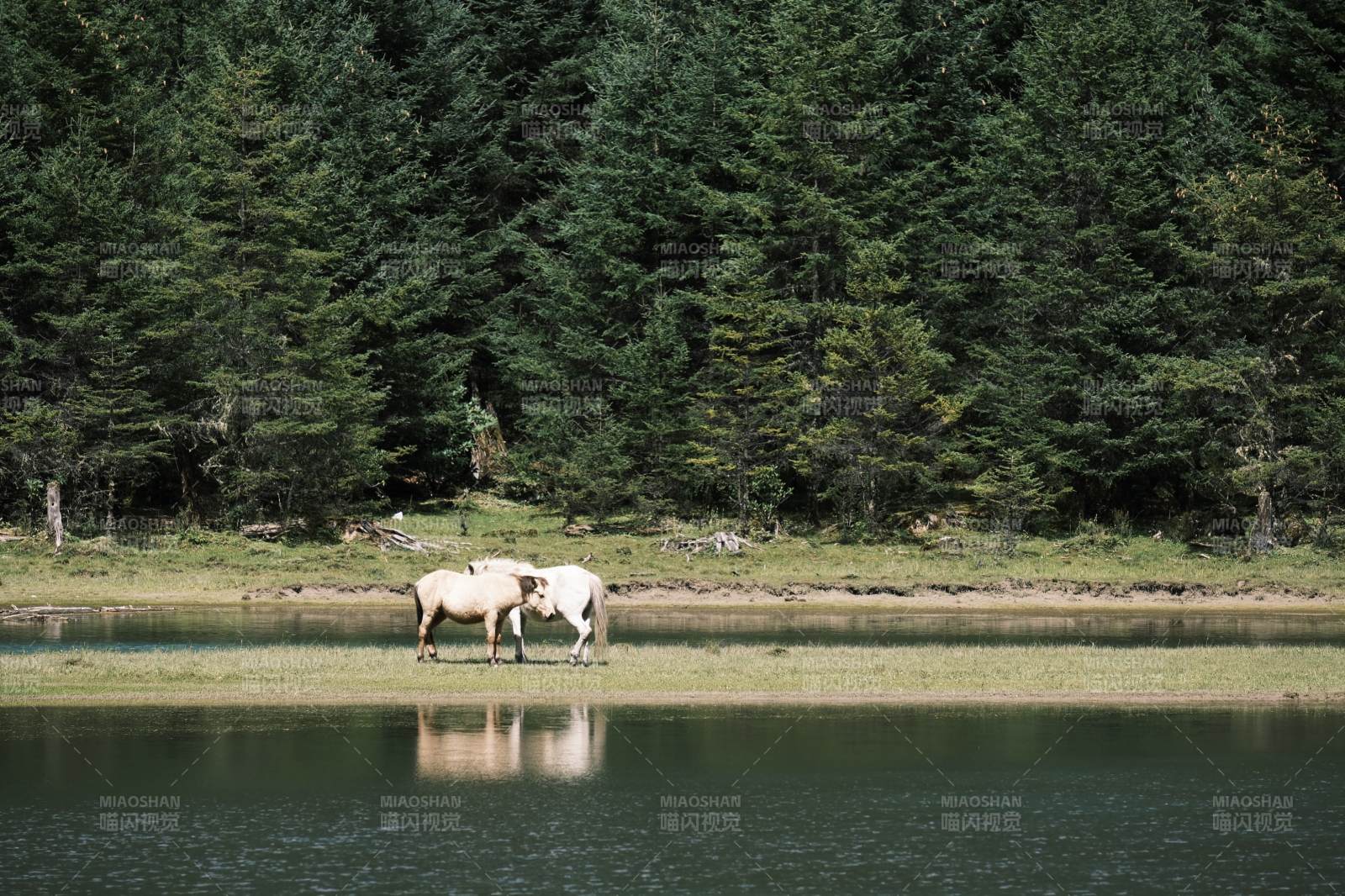 湖畔雙馬靜影
