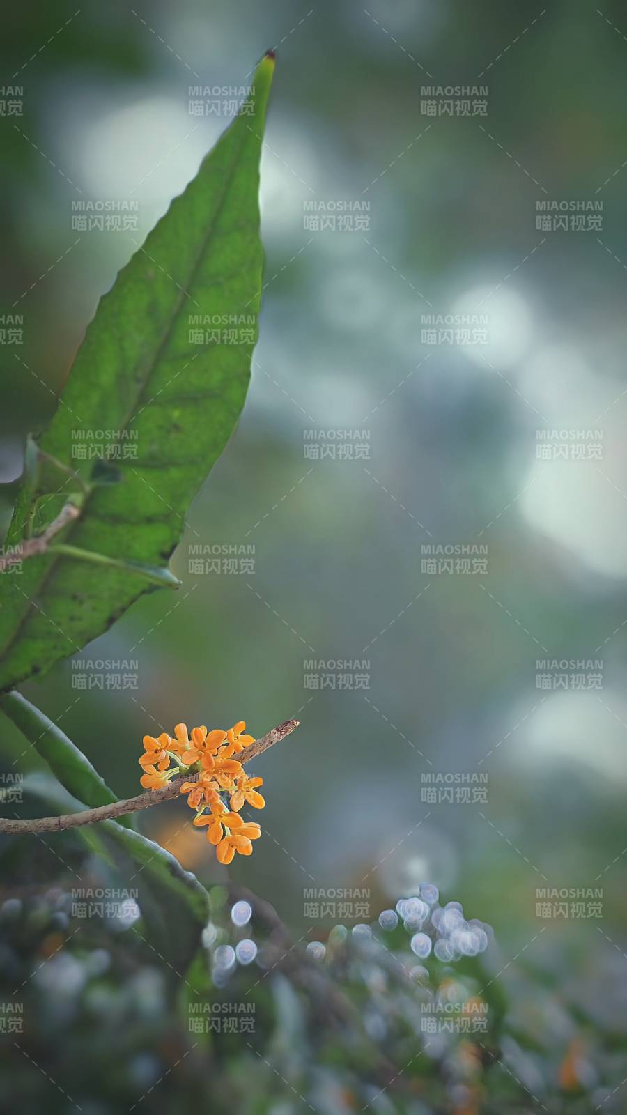 橙花綠葉映春光