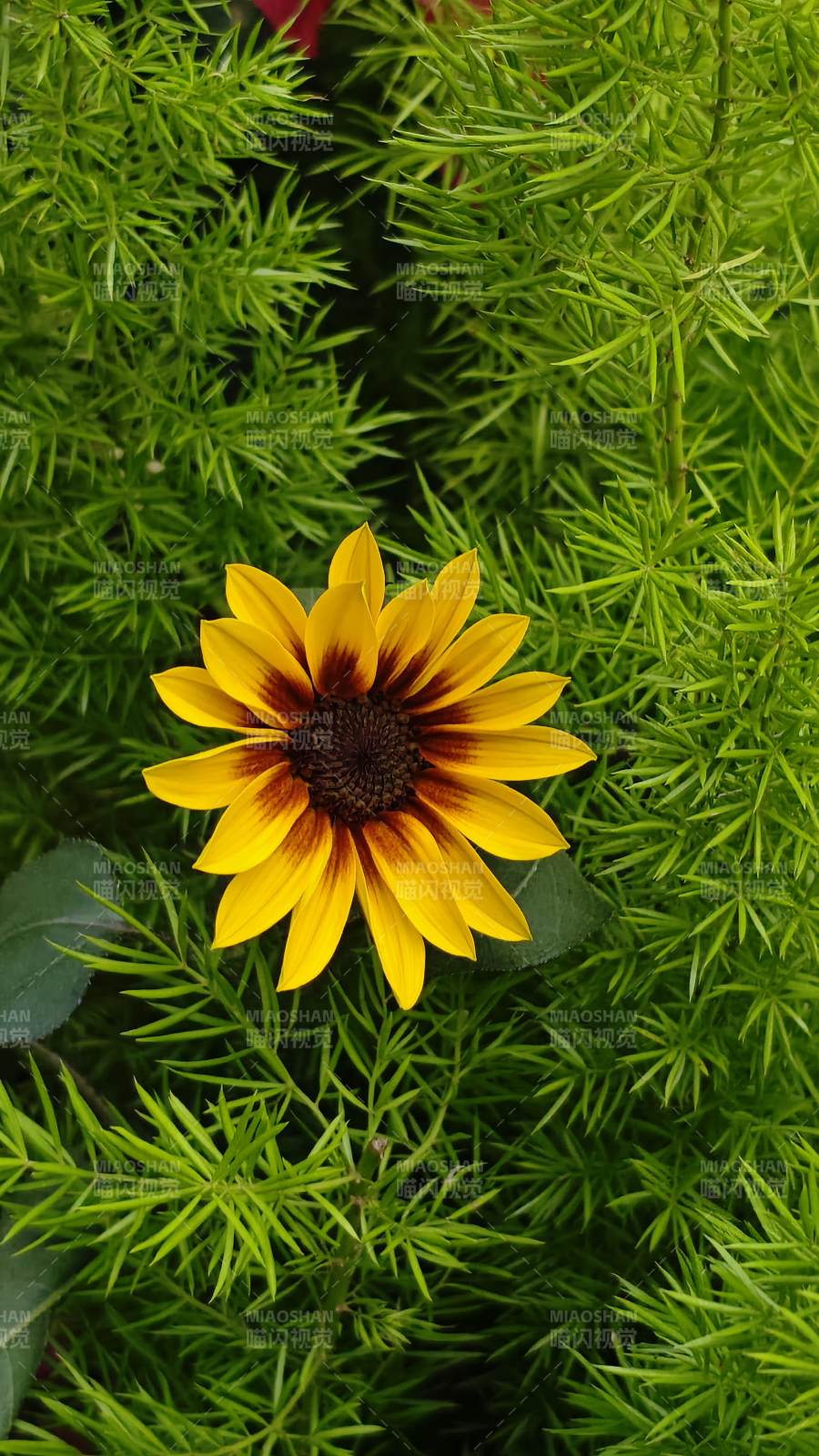 向日葵綻放綠叢中