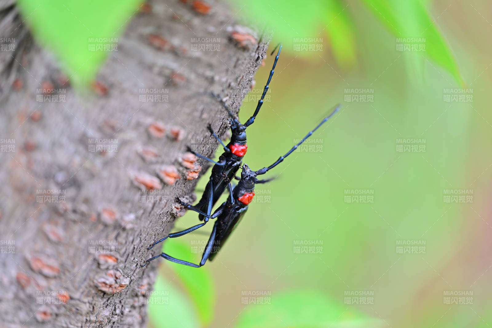 紅眼天牛棲樹干