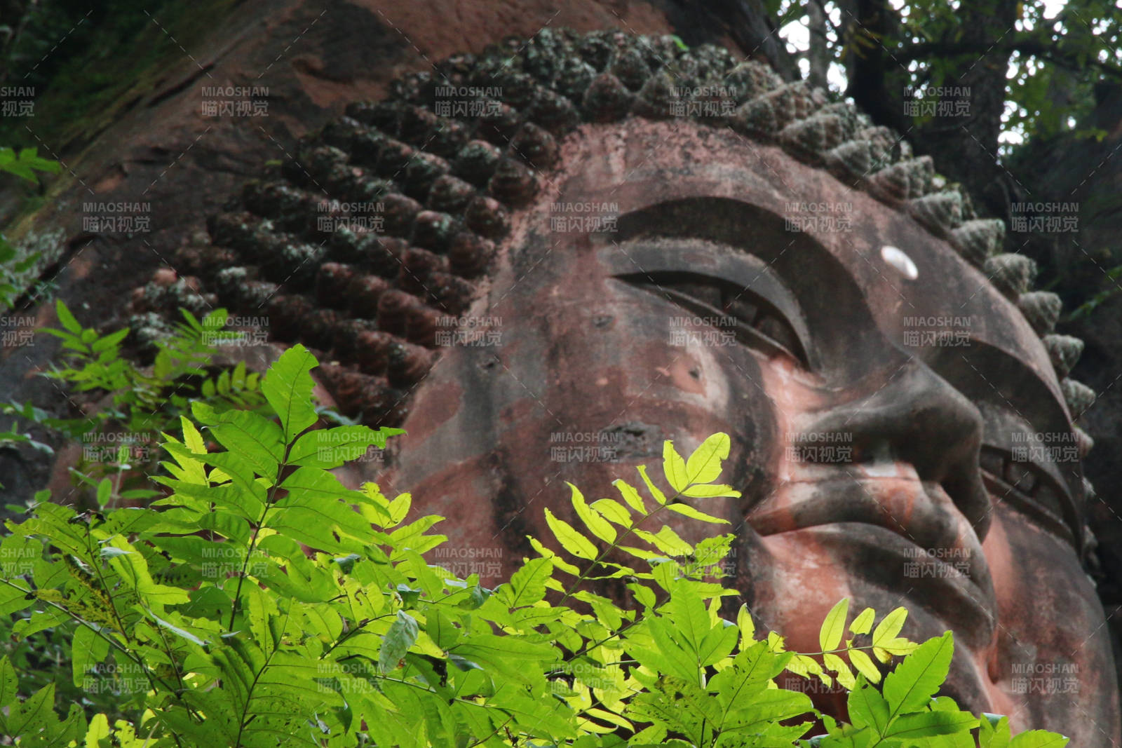 佛面隱于綠葉間