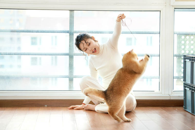 假日在家和猫咪嬉戏的亚洲美女