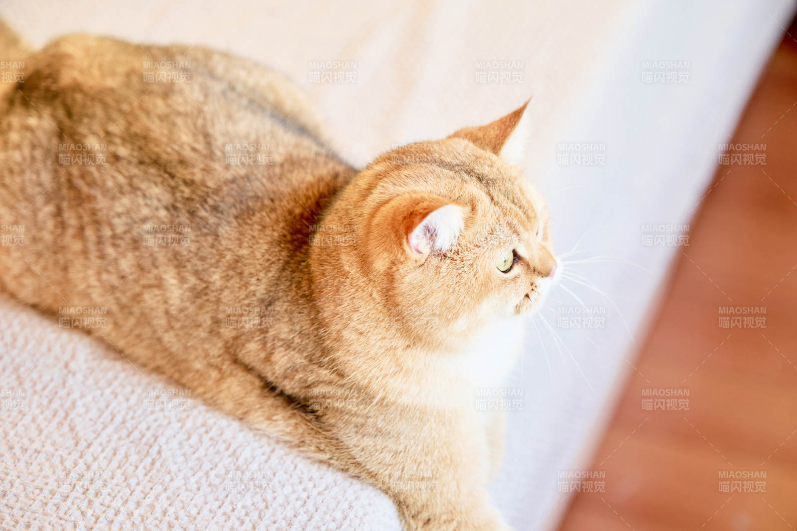 宠物猫咪金渐层