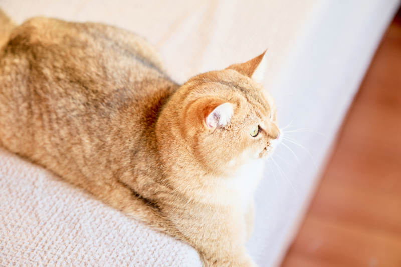 宠物猫咪金渐层