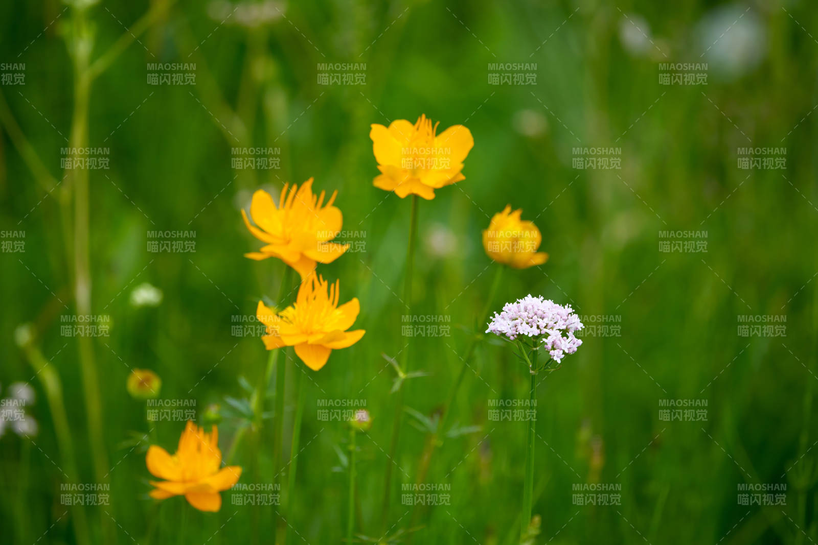 草原上盛开的金莲花