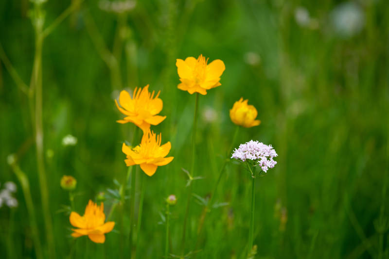 草原上盛开的金莲花