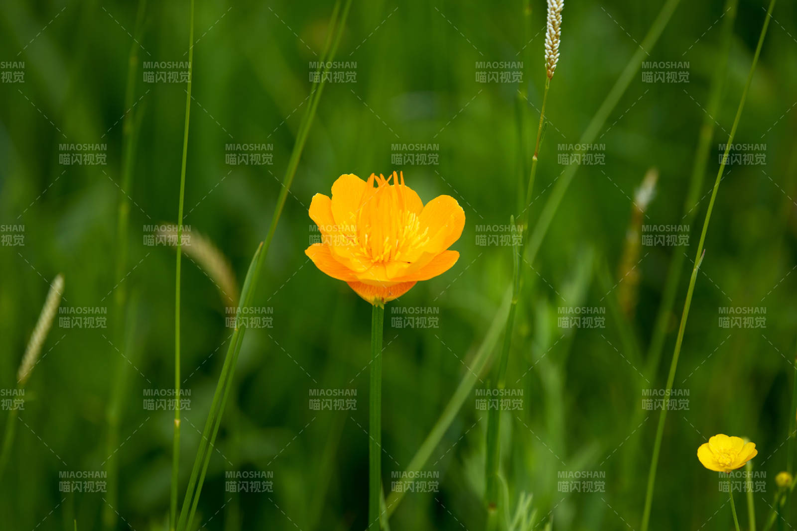 草原上盛開的金蓮花