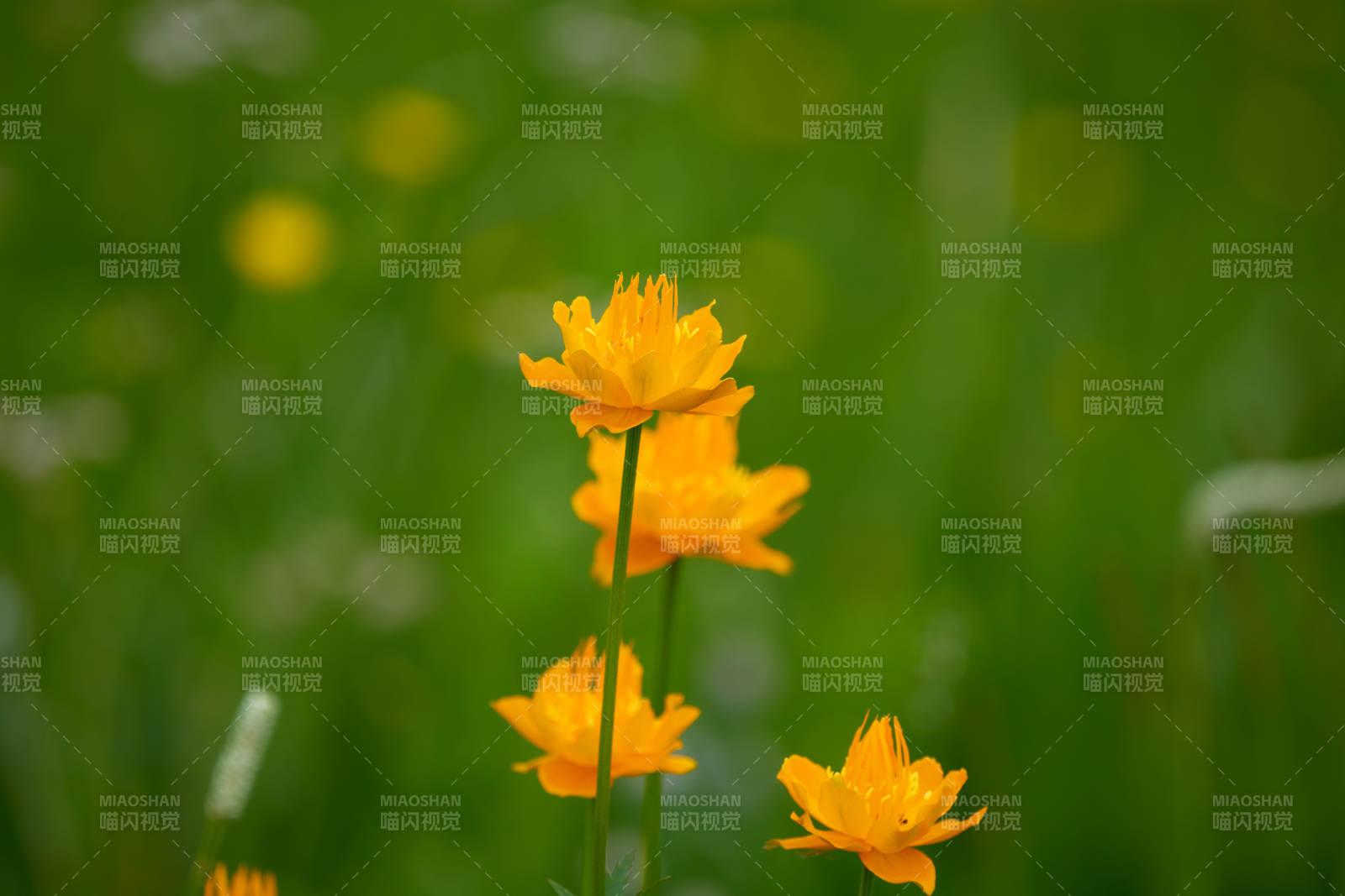 草原上盛開的金蓮花