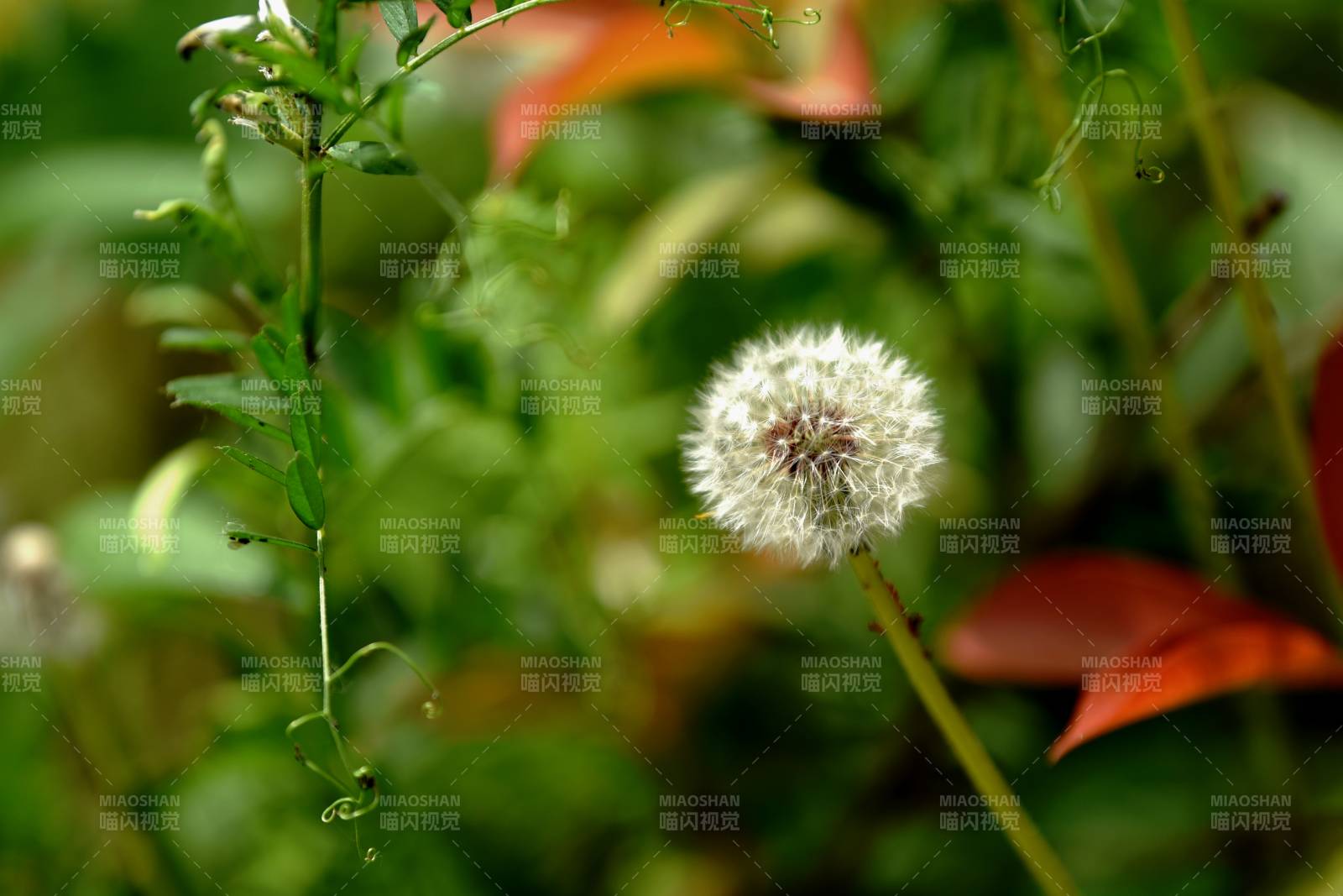 蒲公英隨風飄散