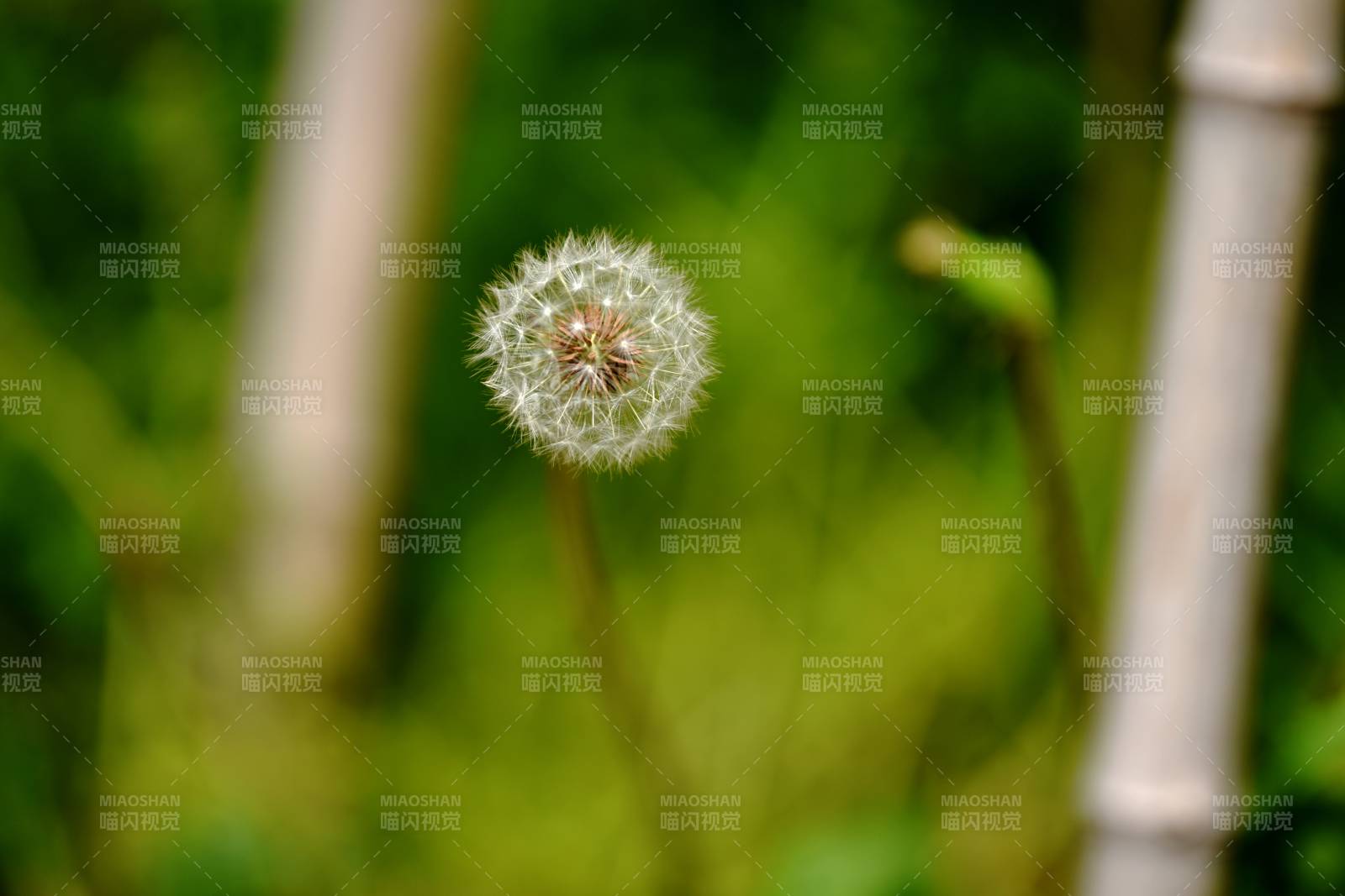 蒲公英随风飘散