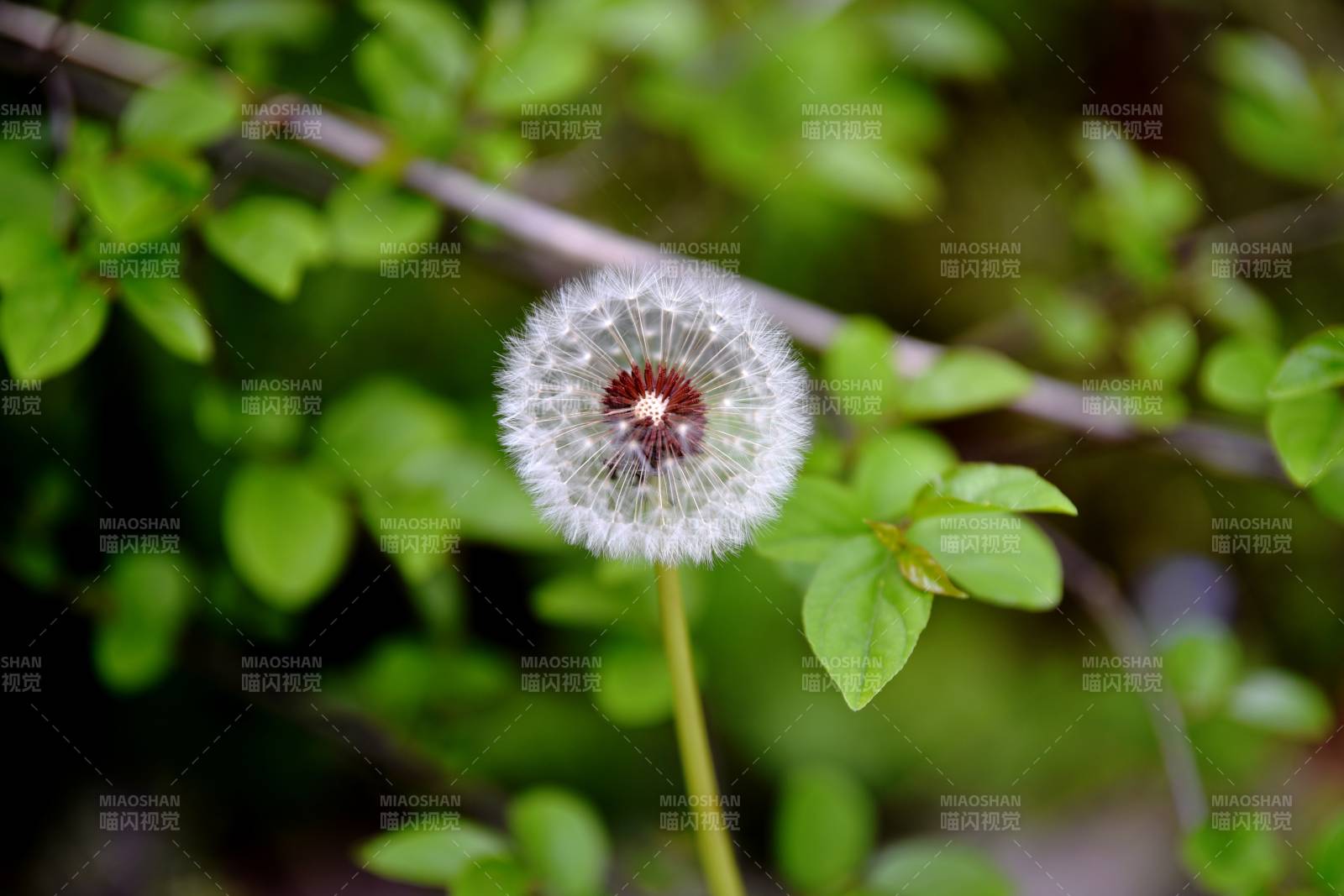 蒲公英的種子頭