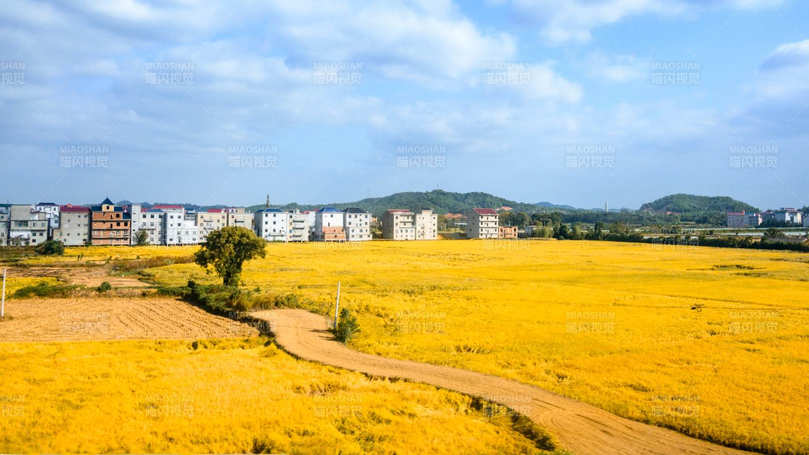 平原上金秋稻田風光