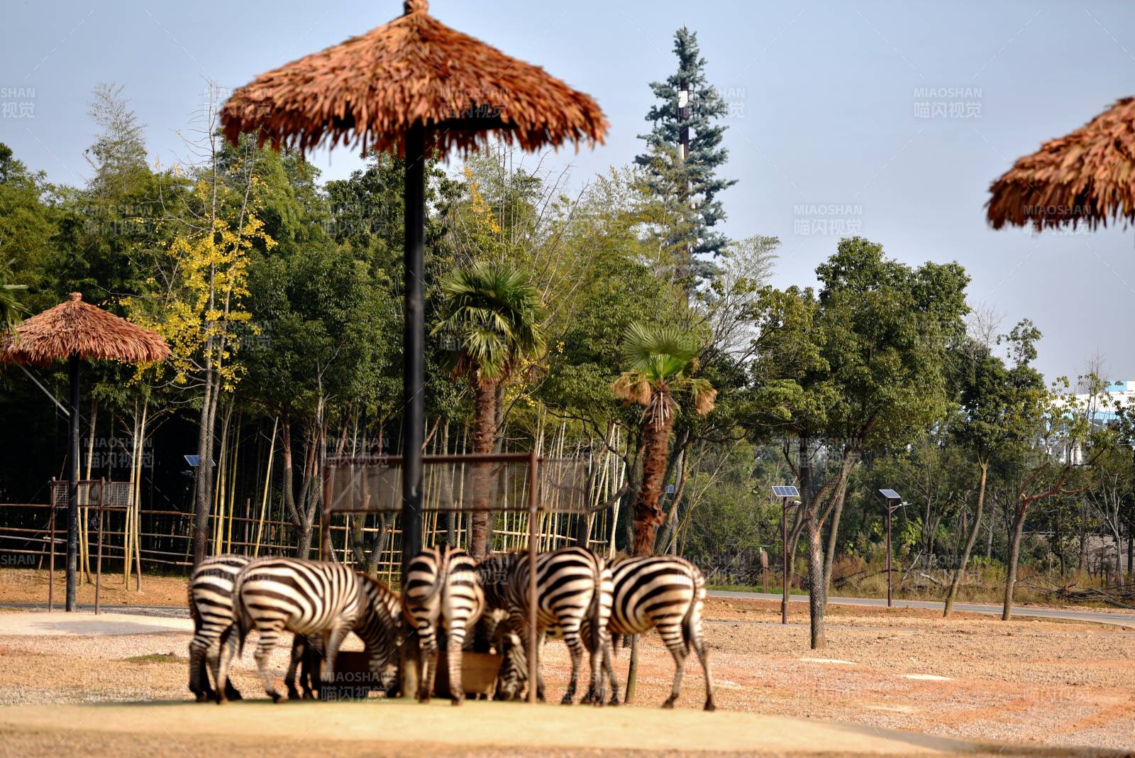 斑馬群聚傘下覓食