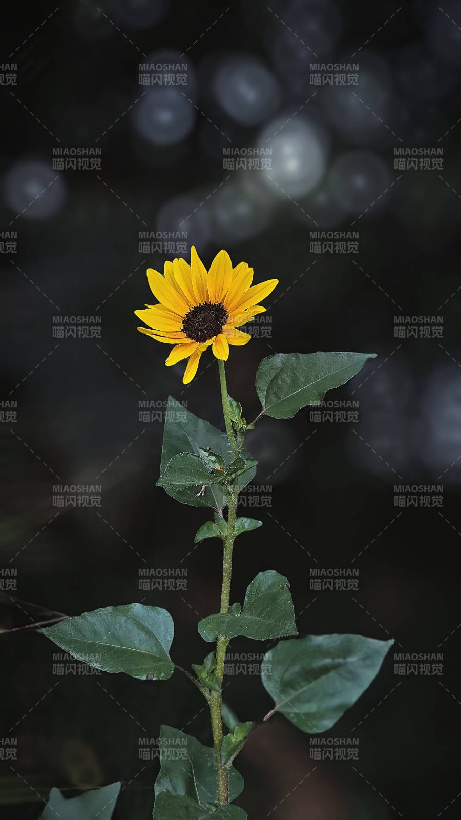 孤花獨放夜色中