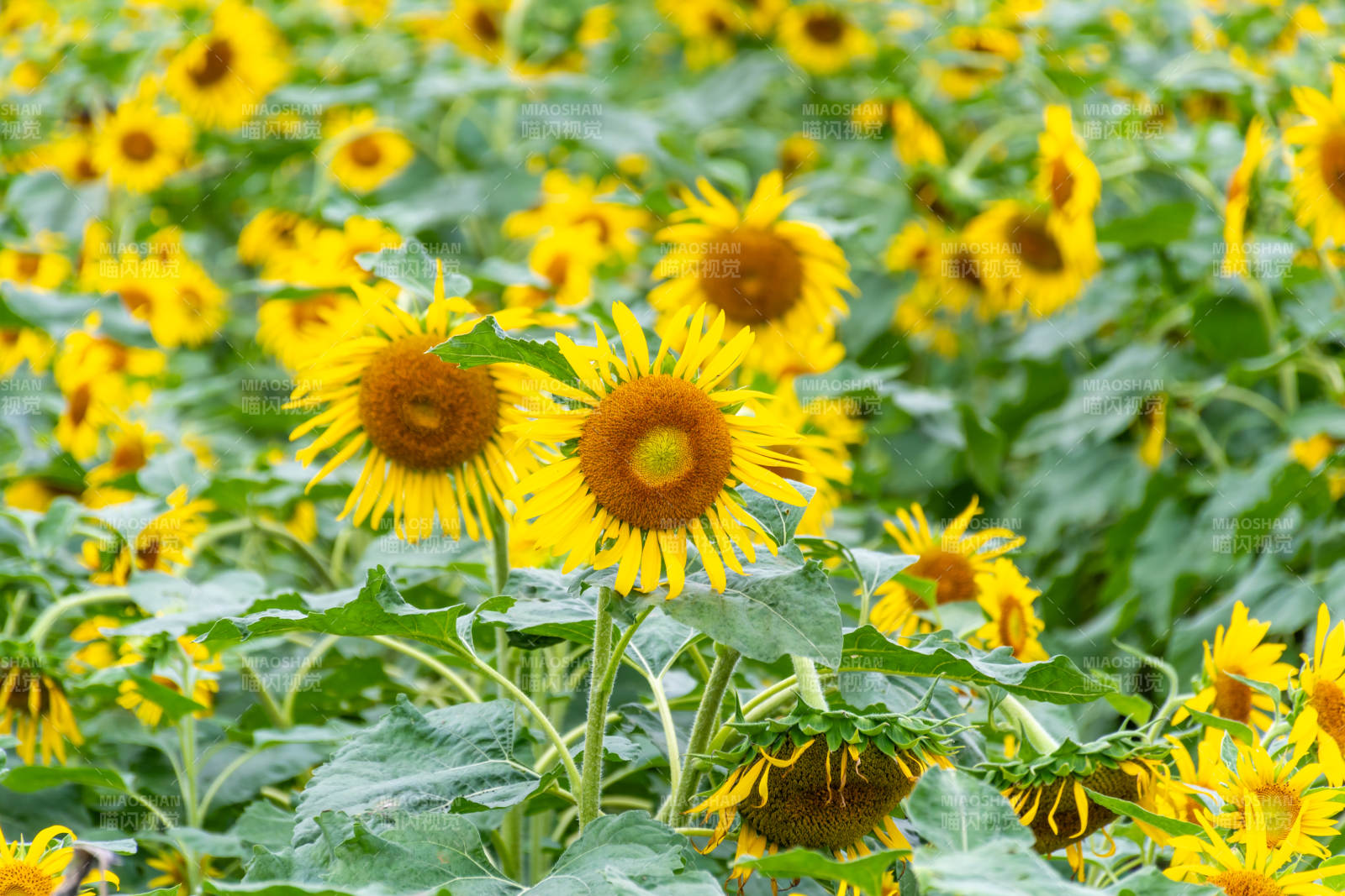 向日葵花海綻放