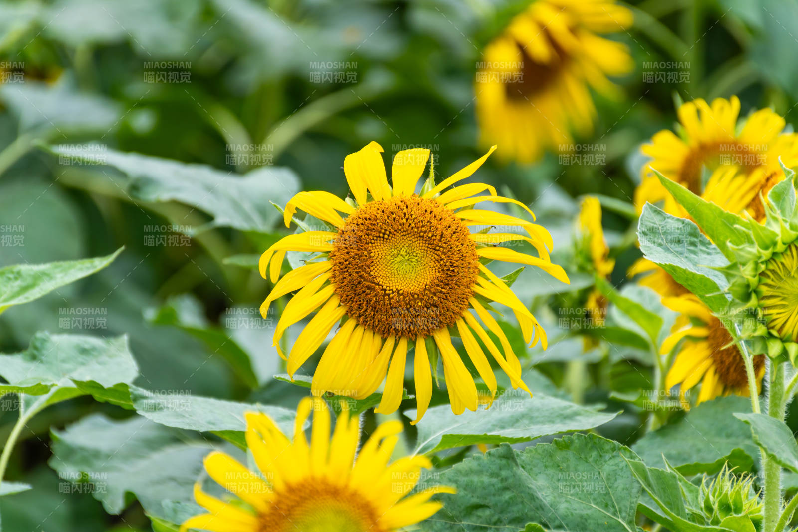 向日葵盛開