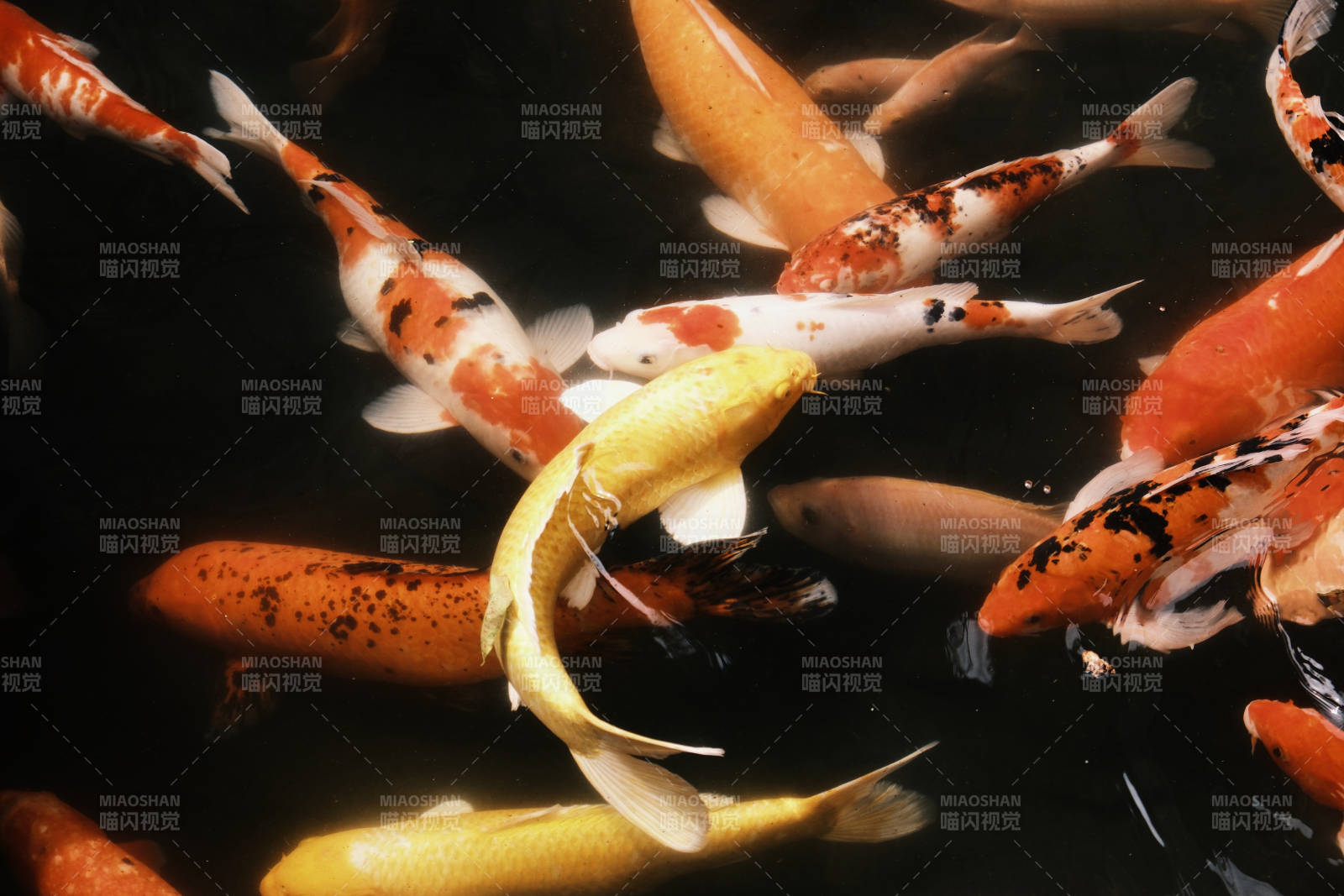 錦鯉游動(dòng)水池中