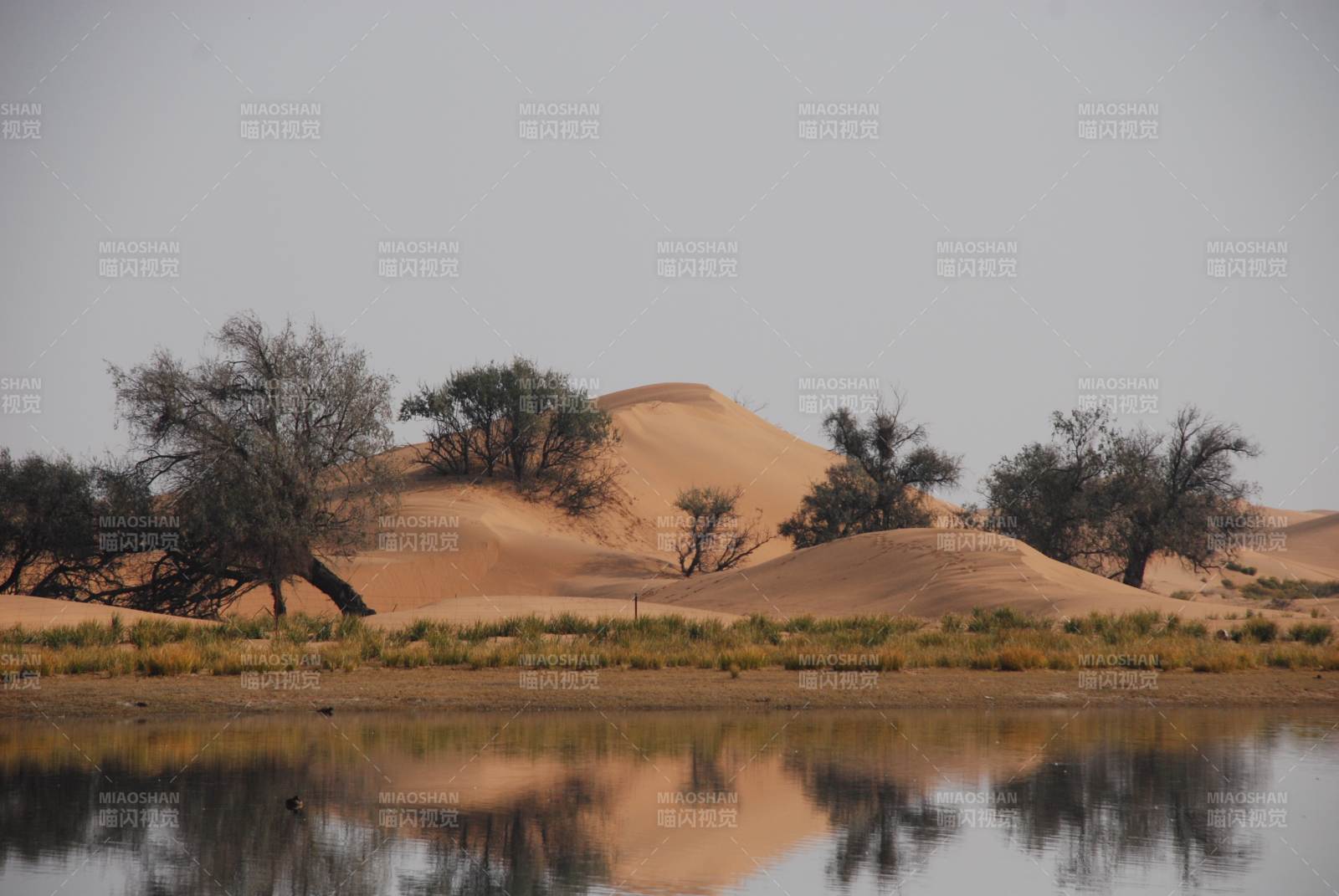 騰格里沙漠綠洲倒影