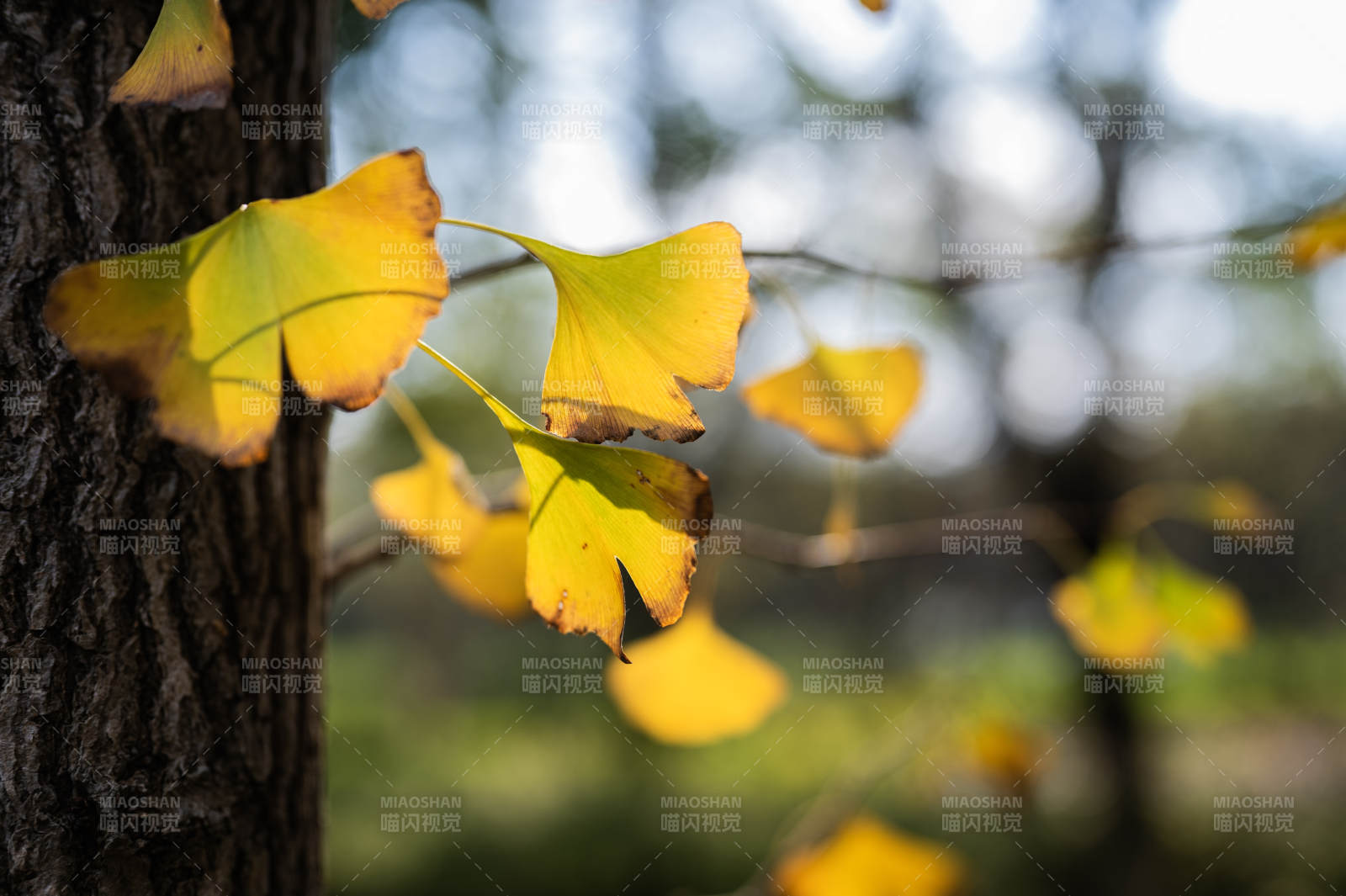 秋葉飄落 樹影斑駁