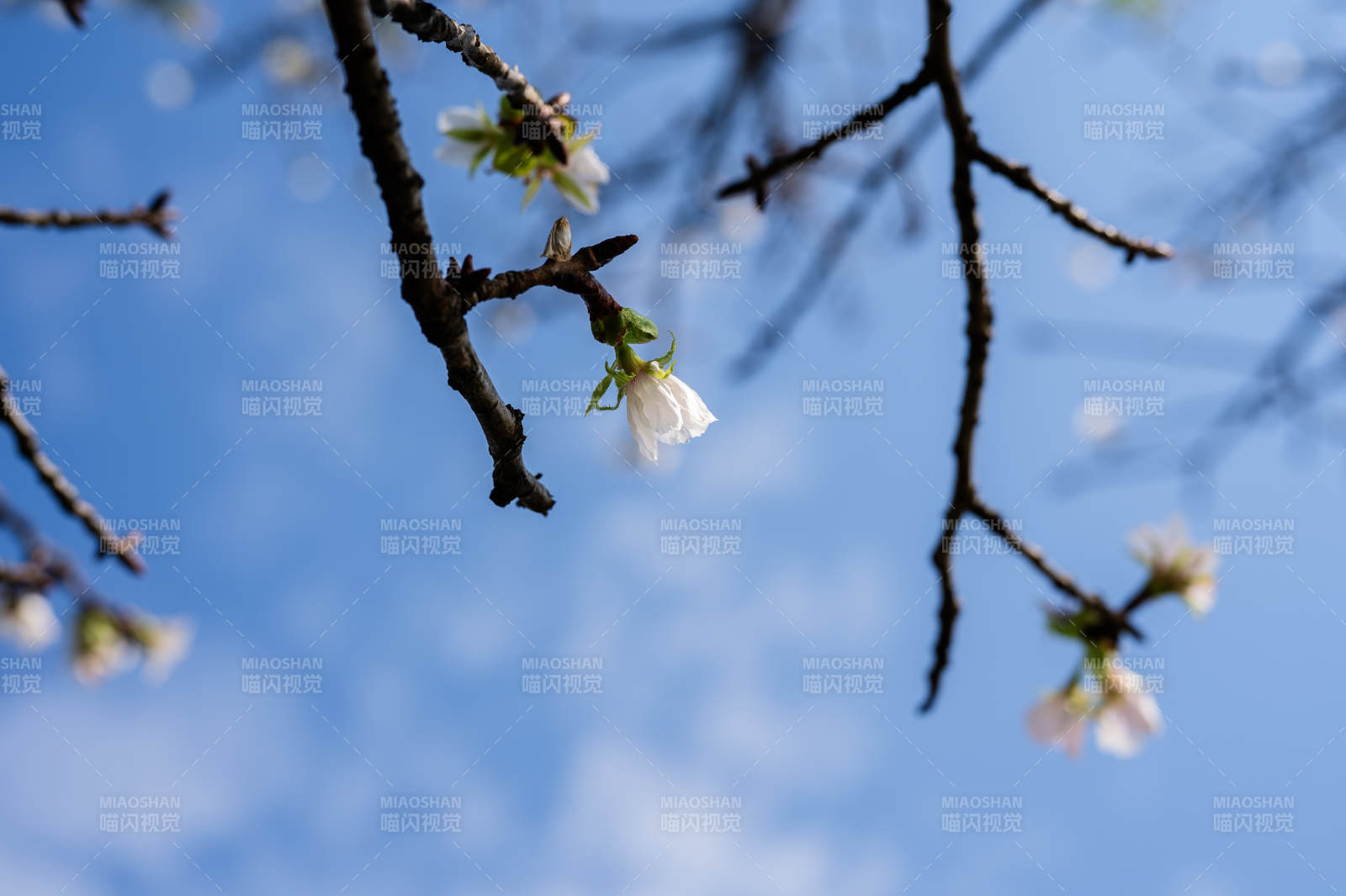 櫻花枝頭映藍(lán)天