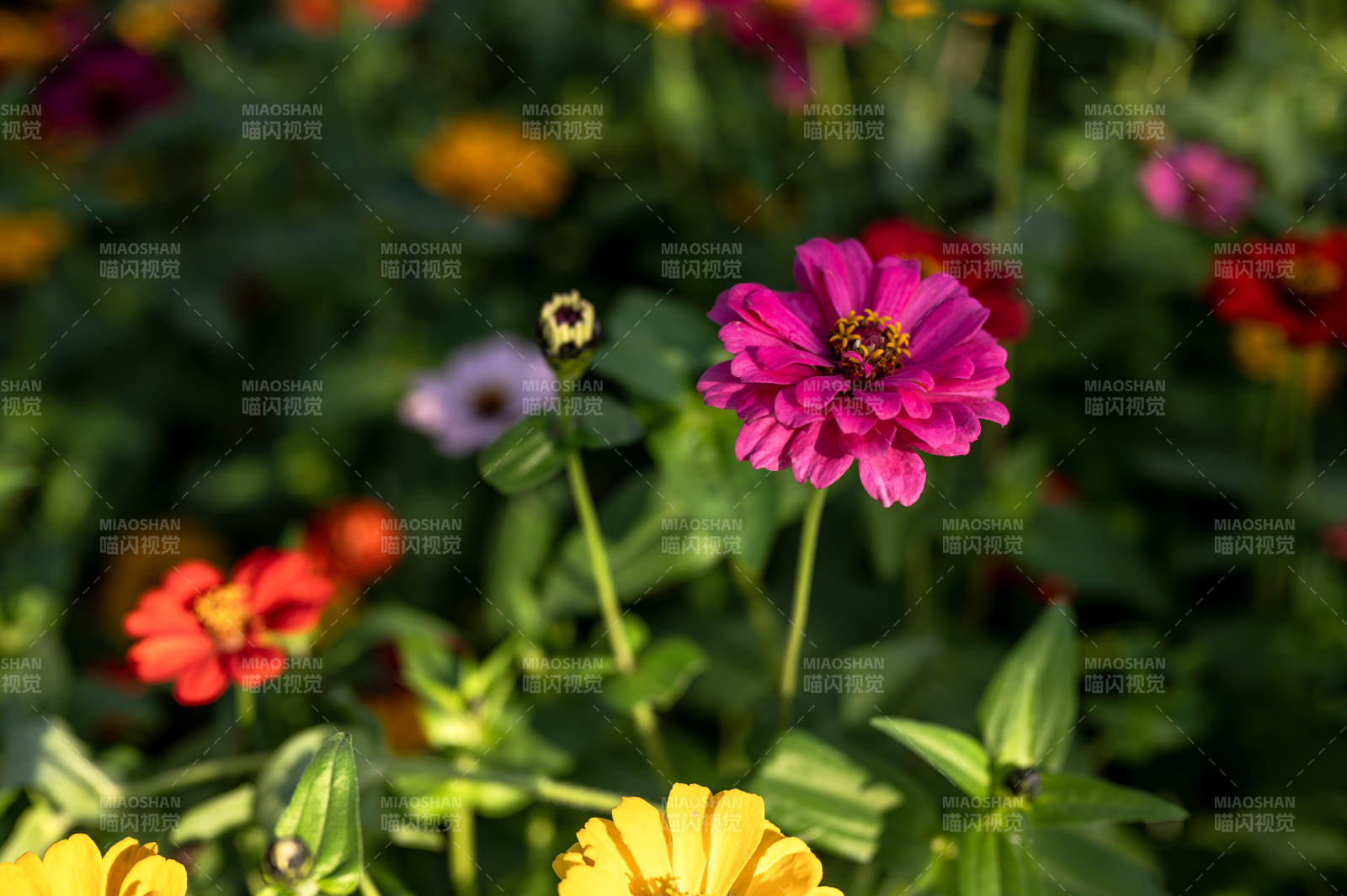 五彩斑斕的花朵