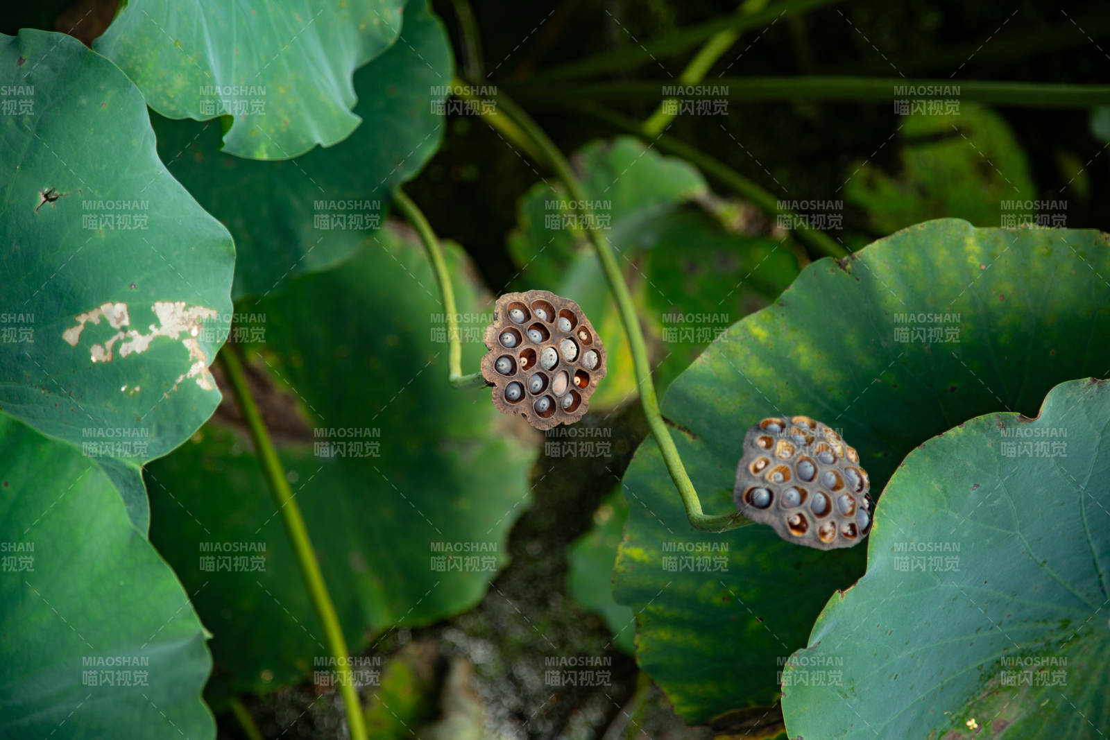 蓮蓬靜立荷葉間