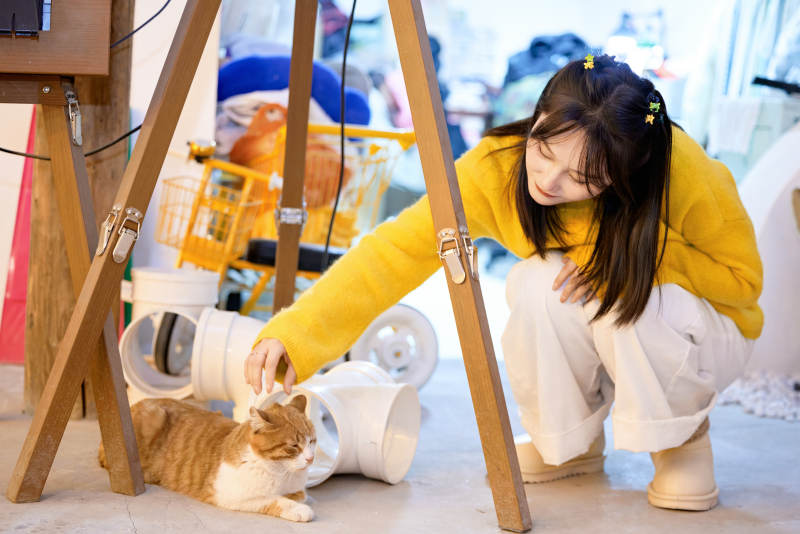 假日在猫咖啡店与猫咪嬉戏的亚洲美女