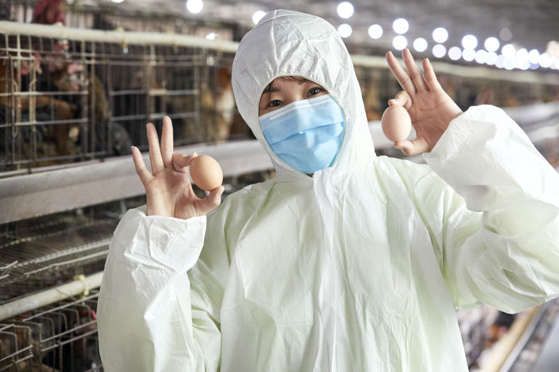 身穿防护服展示油鸡蛋的女性饲养员