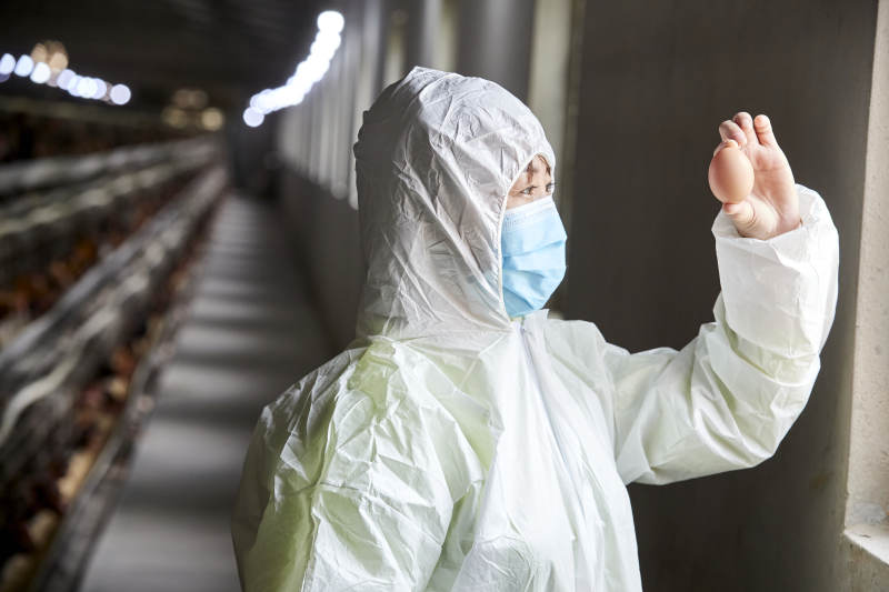 身穿防护服展示油鸡蛋的女性饲养员