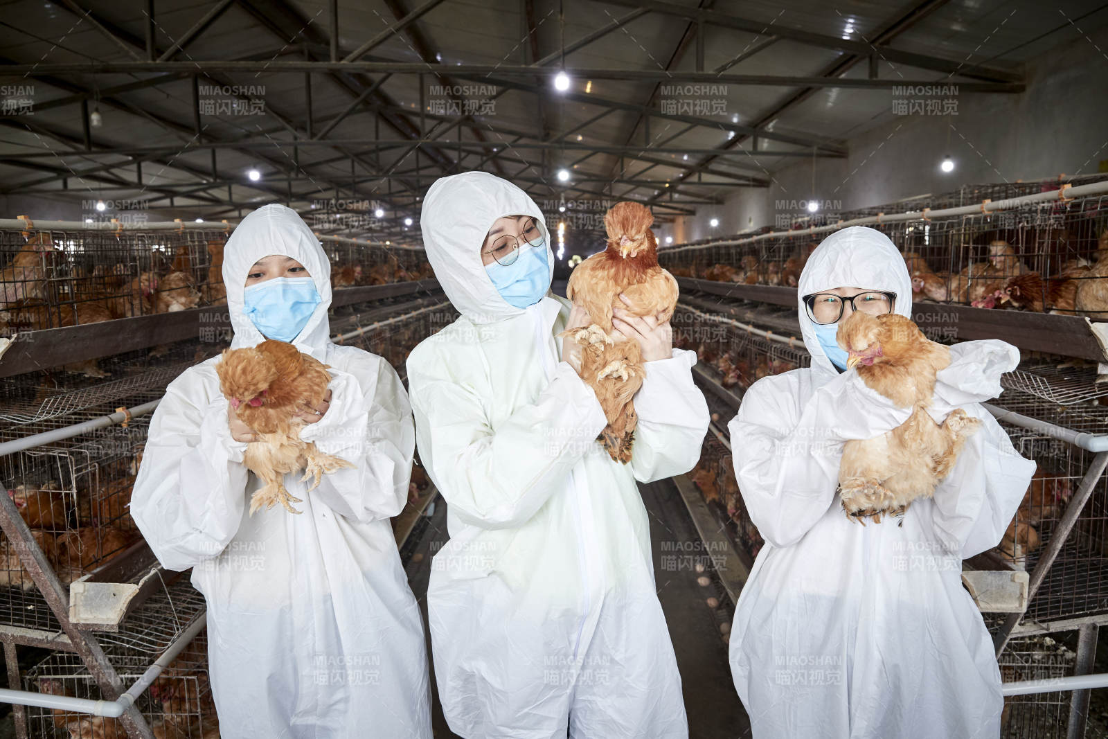 穿防护服怀抱家禽的三位女性饲养员