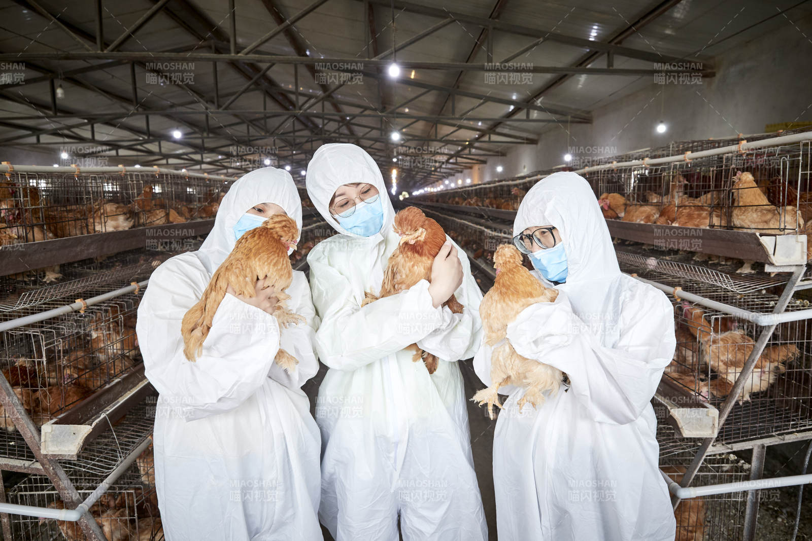 穿防护服怀抱家禽的三位女性饲养员