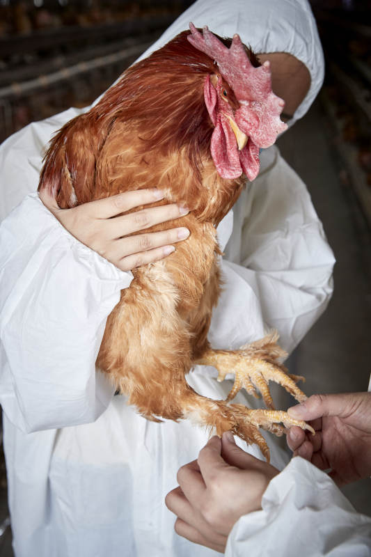 在养鸡场为家鸡检查的年轻饲养员