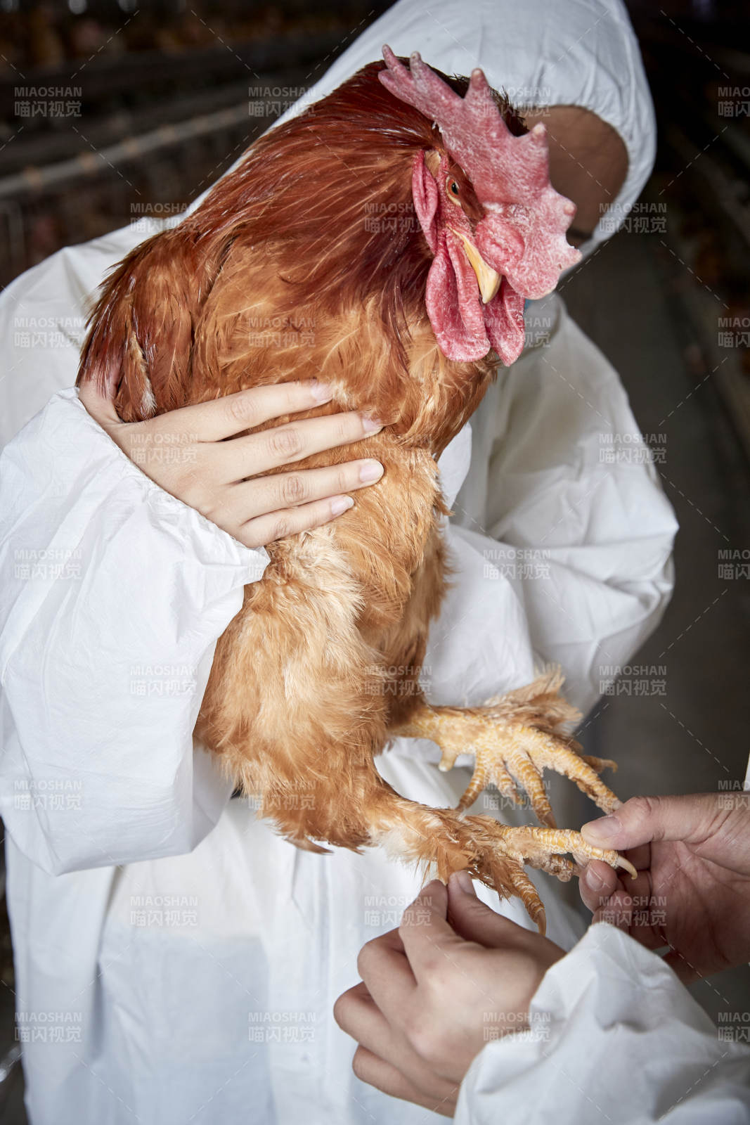 在養雞場為家雞檢查的年輕飼養員