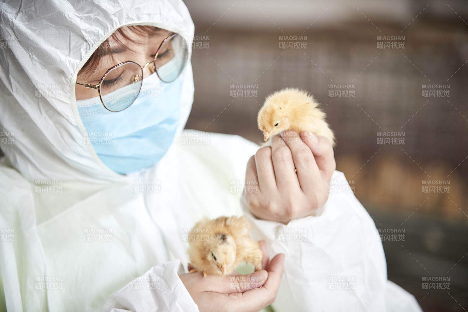 把小雞放在手中檢查的女飼養員