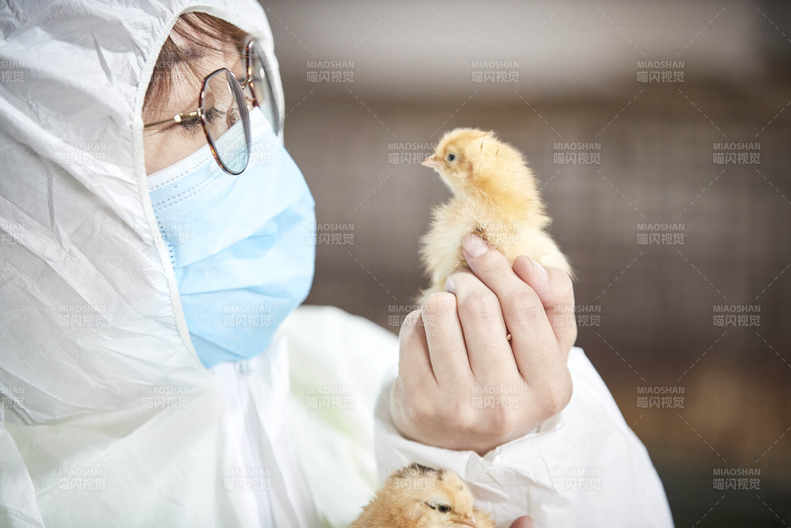 把小雞放在手中檢查的女飼養員