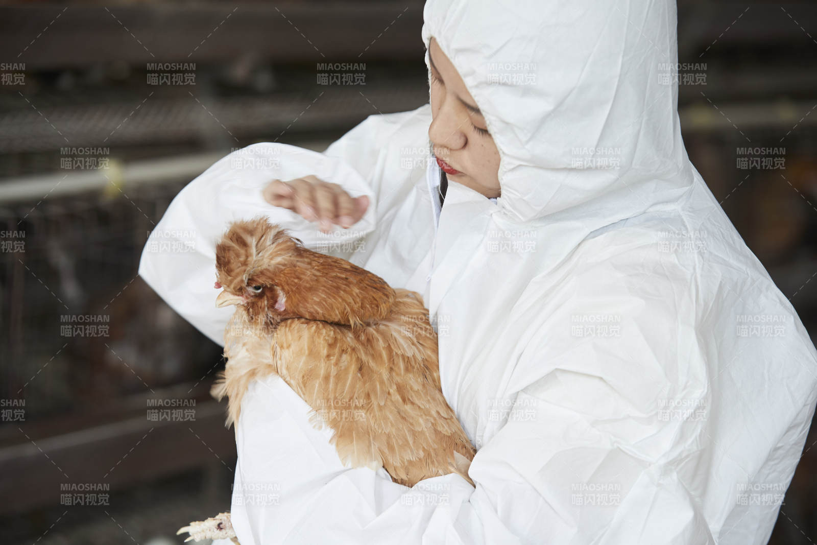 身穿防護服懷抱家禽的年輕女性飼養員