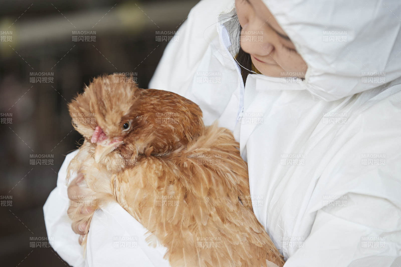 身穿防護服懷抱家禽的年輕女性飼養員