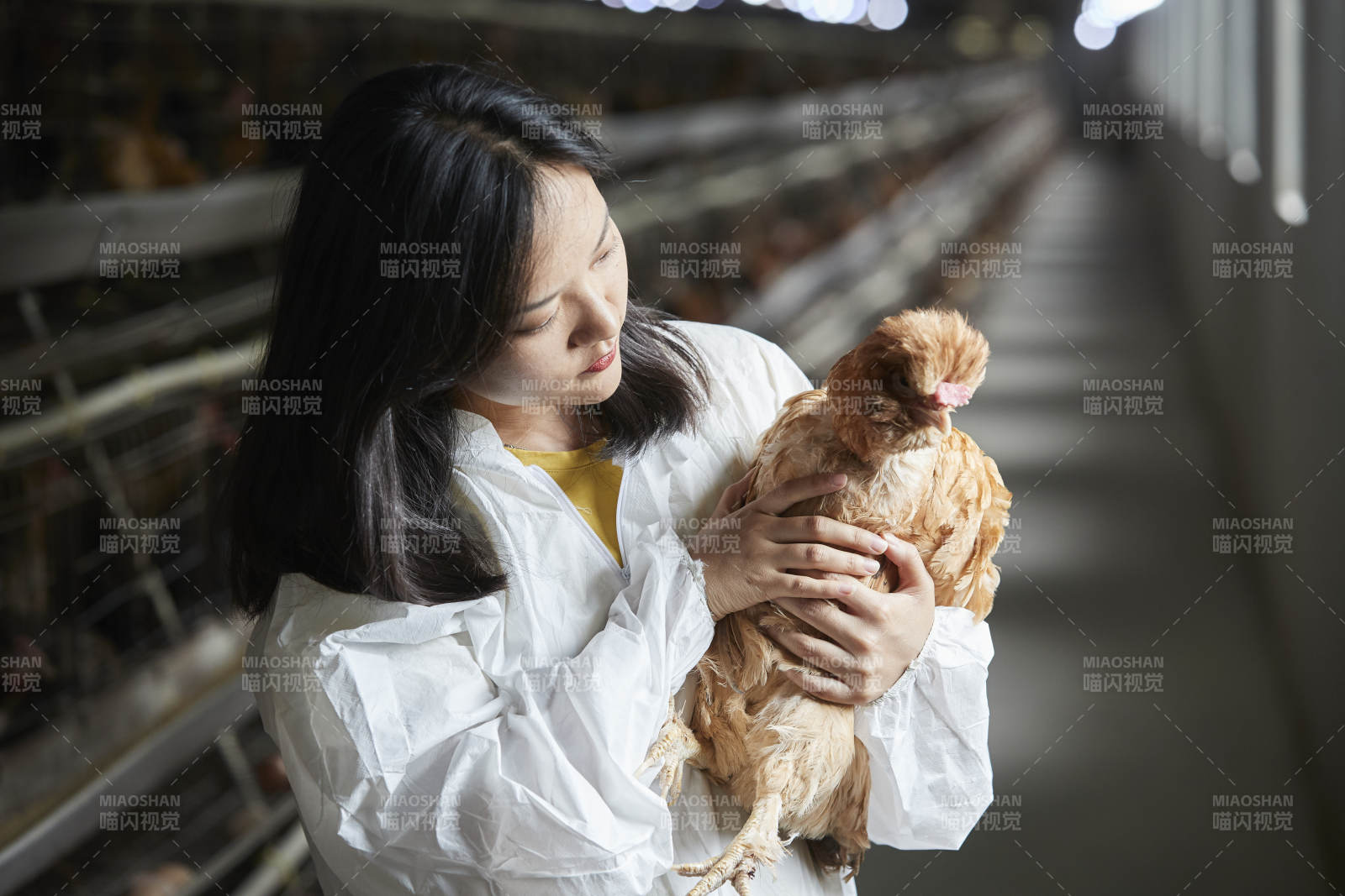 身穿防護(hù)服懷抱家禽的年輕女性飼養(yǎng)員