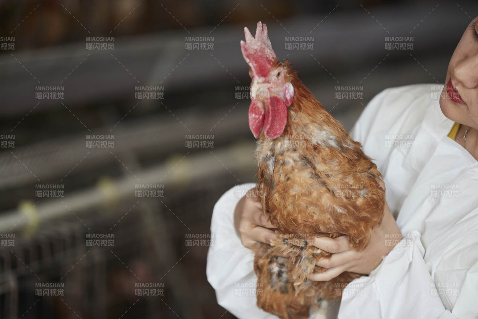 身穿防護(hù)服懷抱家禽的年輕女性飼養(yǎng)員