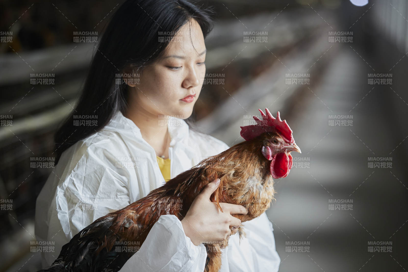 身穿防護服懷抱家禽的年輕女性飼養員