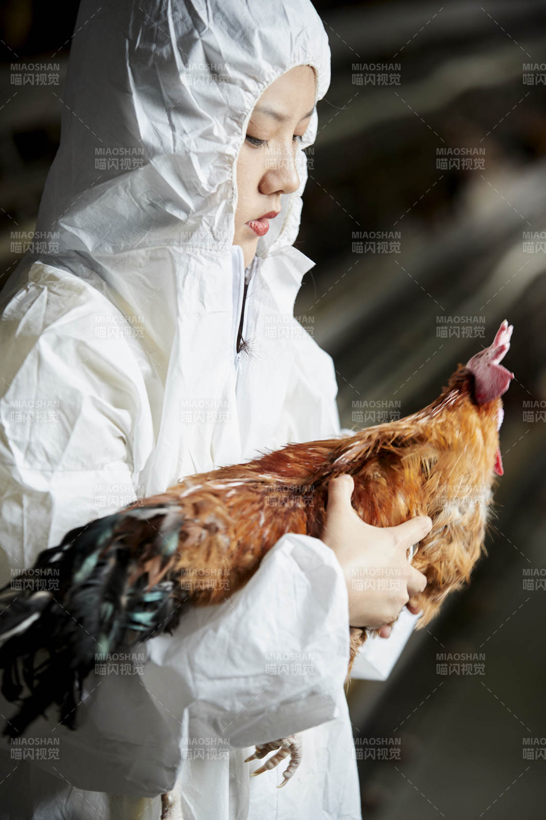 身穿防護服懷抱家禽的年輕女性飼養員