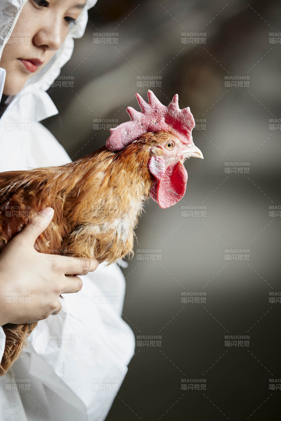 身穿防護服懷抱家禽的年輕女性飼養員